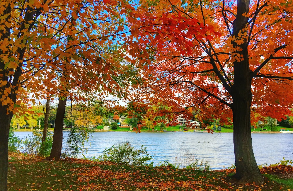 red and green leafed trees