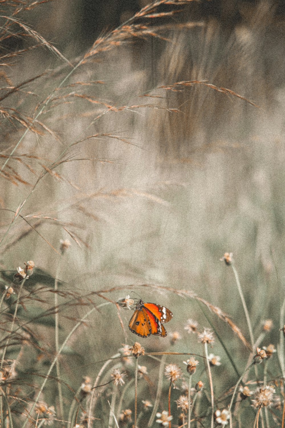 orange butterfly