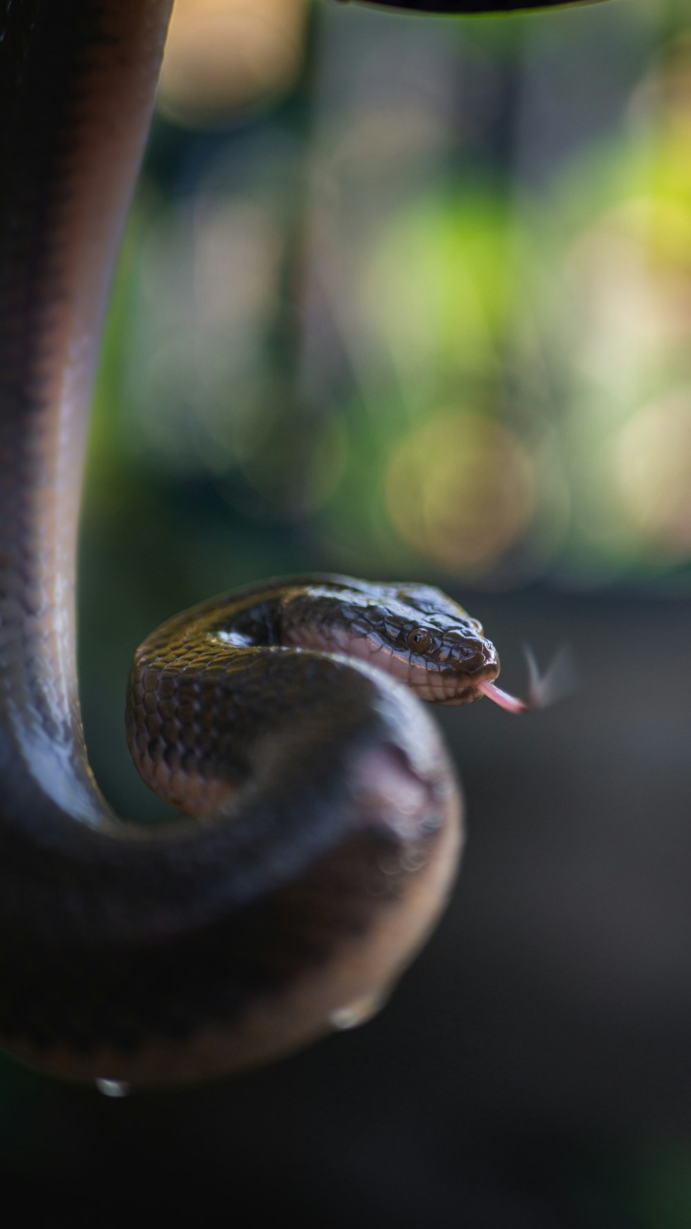 black and gray snake