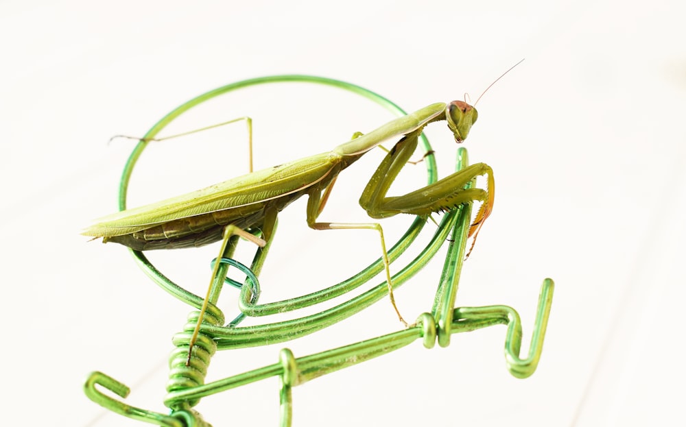 green praying mantis