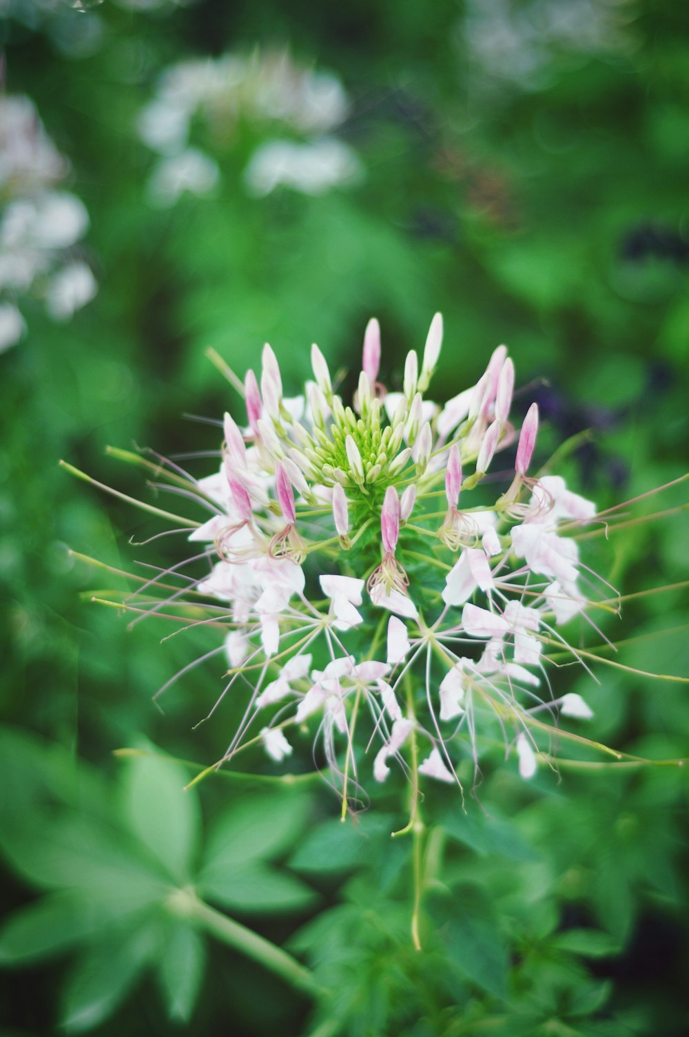 white cluster fkiwer