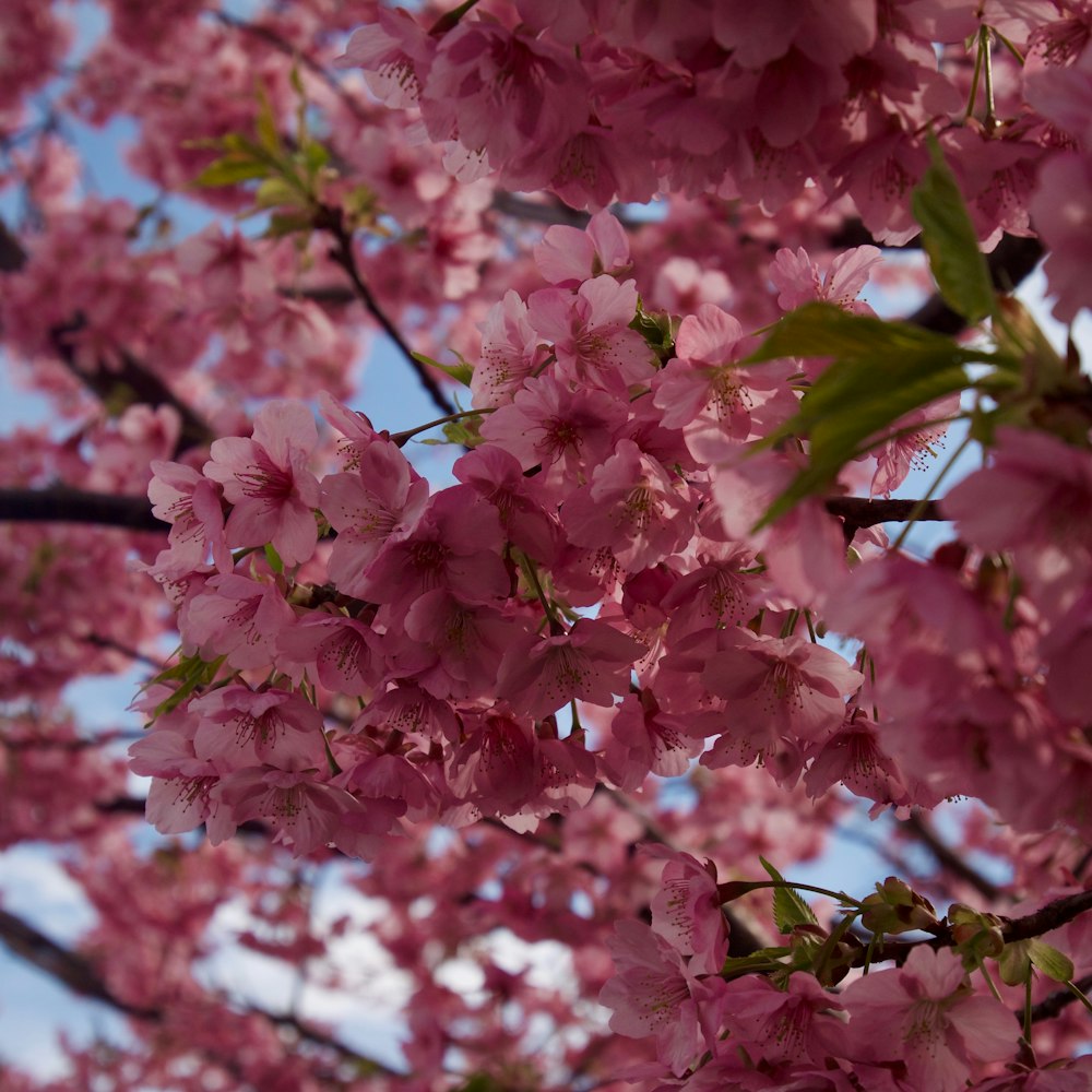 pink flowers