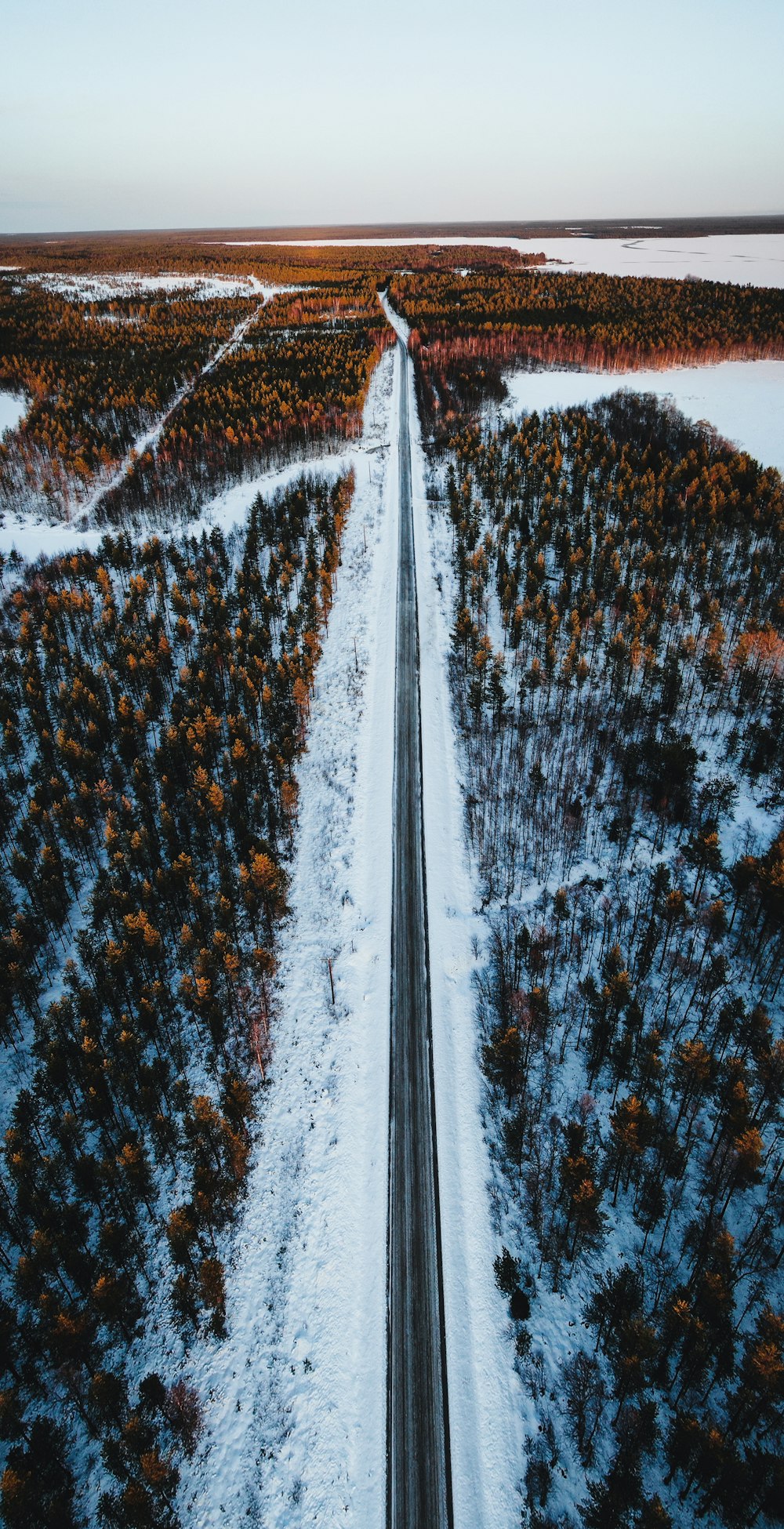 asphalt road icy surface and green pine trees