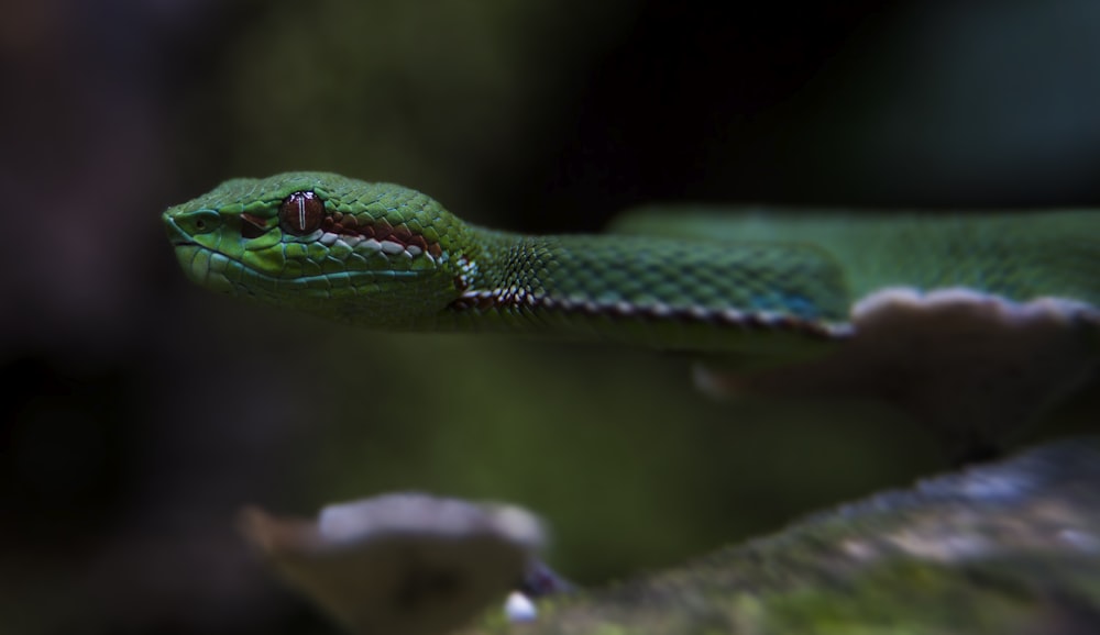 green snake