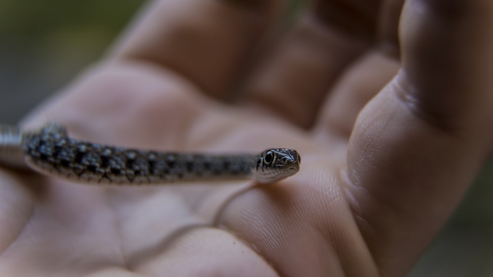gray snake on person's hand