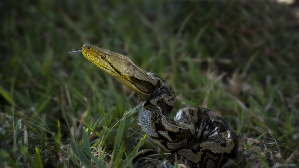 brown and beige snake