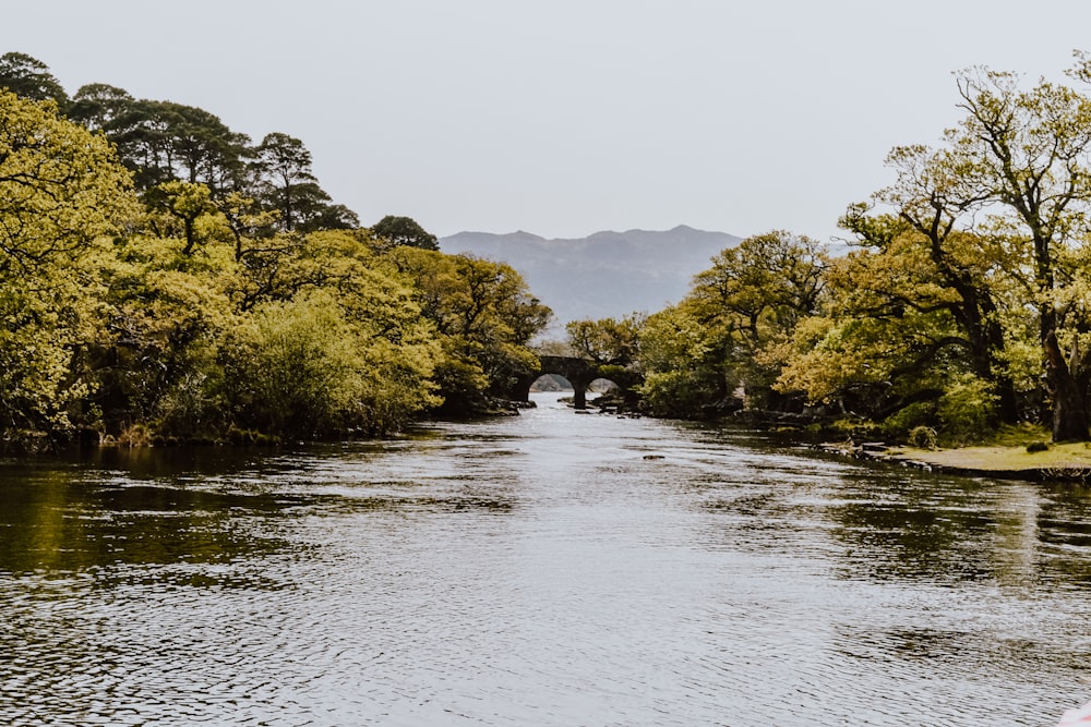 trees beside river