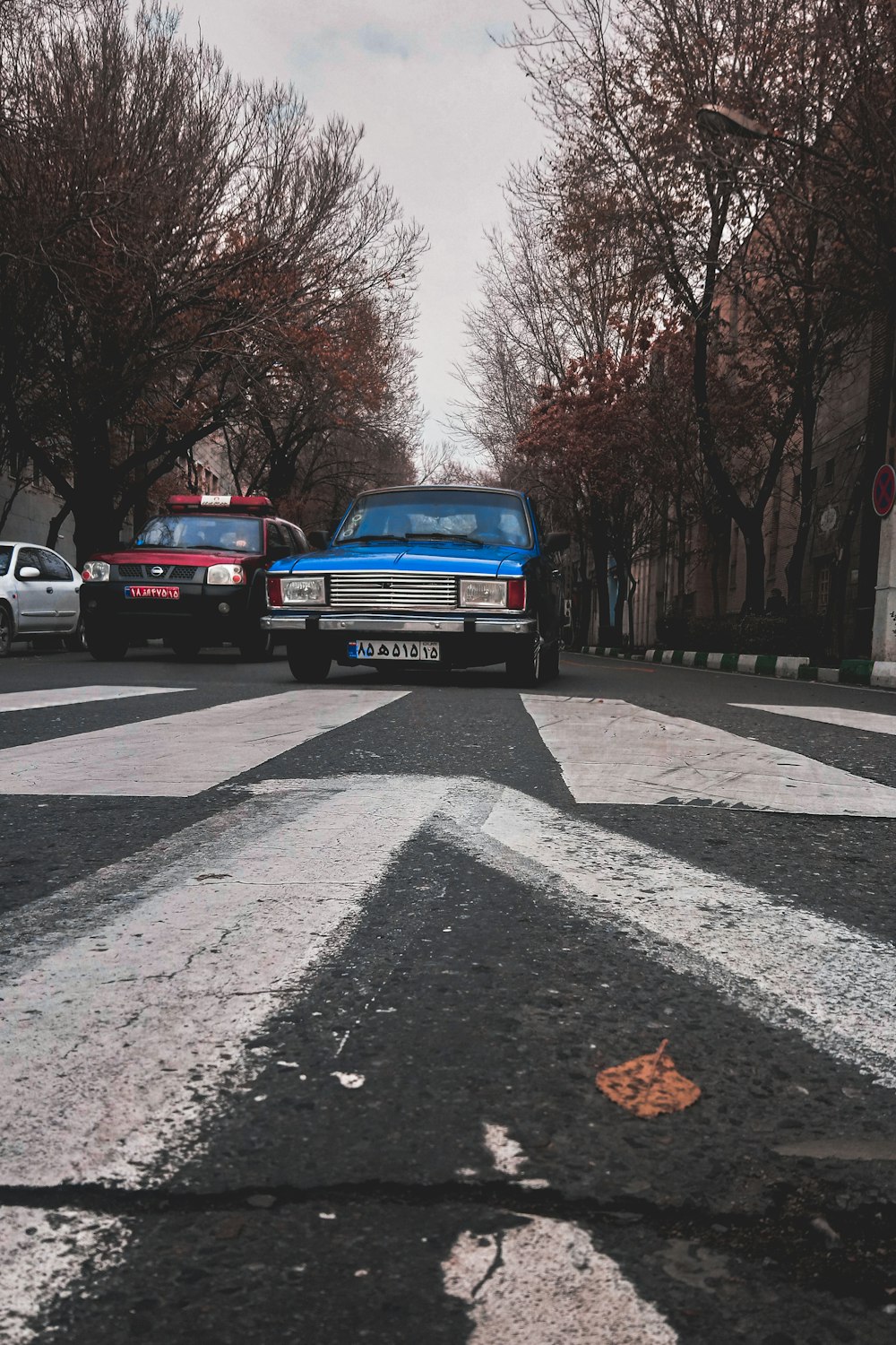 vehicles on road between trees