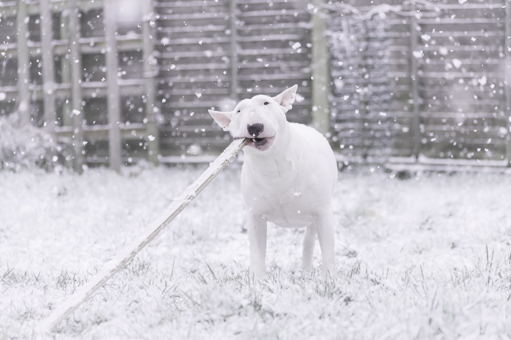 short-coated white dog biting wood during daytime