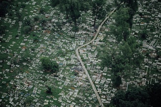 Aerial view of a cemetery with numerous grave markers spread across a lush green landscape, intersected by a narrow winding path. Tall trees are scattered throughout, adding a sense of depth to the scene.