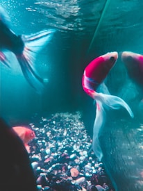 A colorful fish with long fins swims gracefully in an aquarium. Its vibrant pink and white hues stand out against the turquoise water. The aquarium bottom is lined with small pebbles, and reflections can be seen on the glass walls.