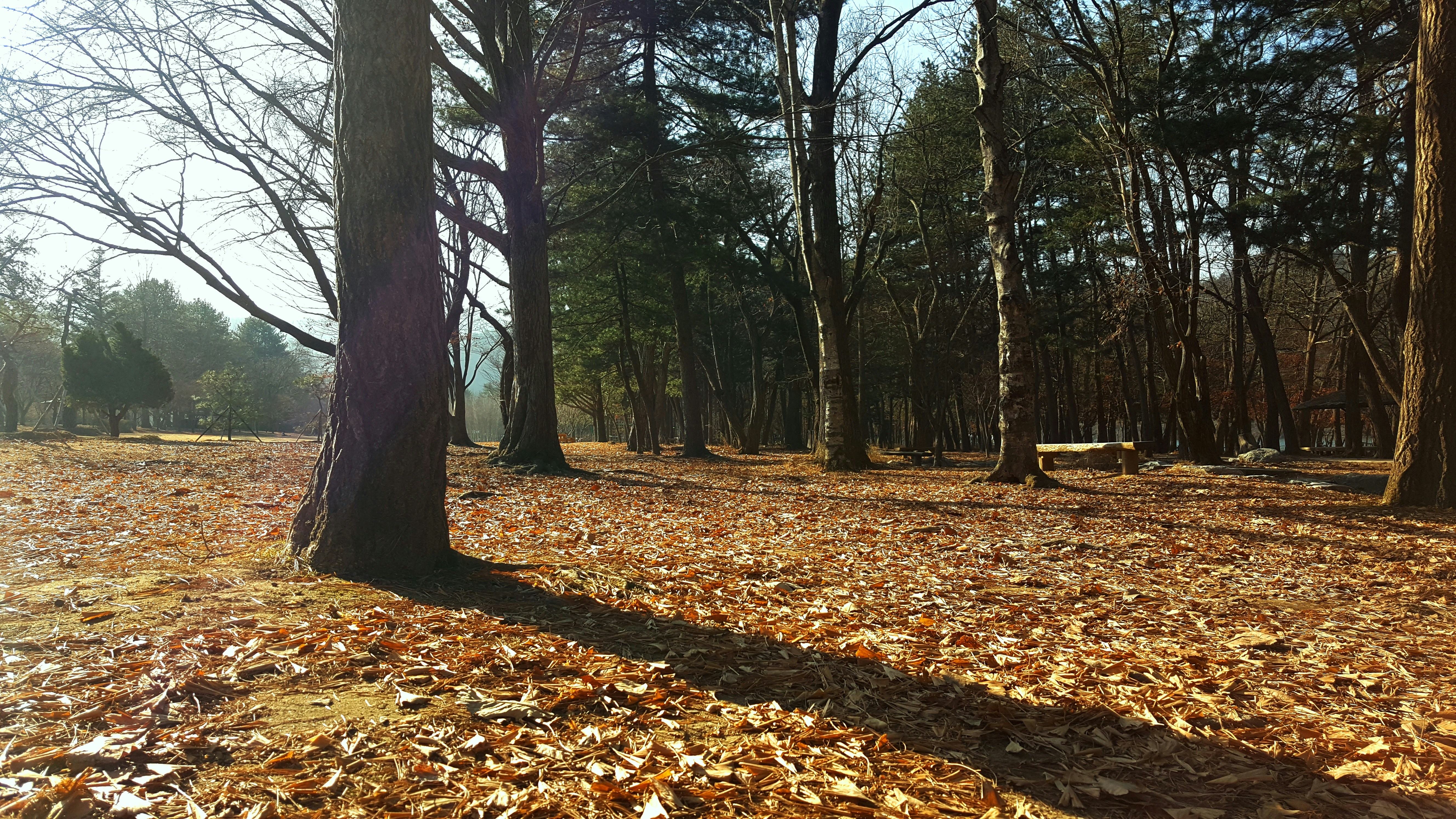 dried leaves on ground under trees
