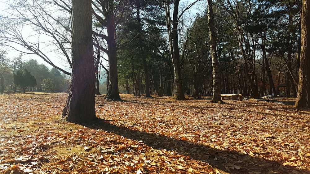 dried leaves on ground under trees