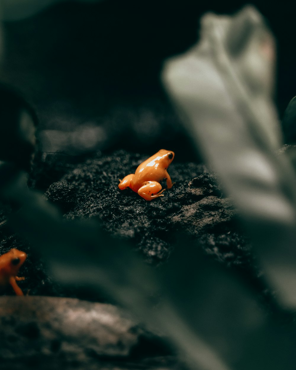 macro photography of golden poison frogs