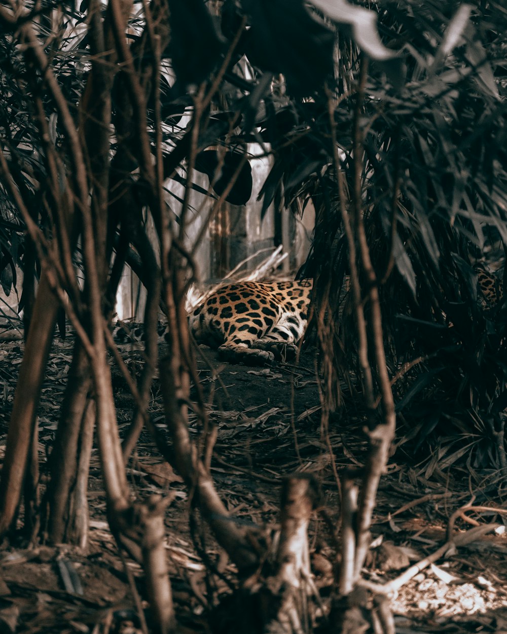 brown leopard lying on ground near tree