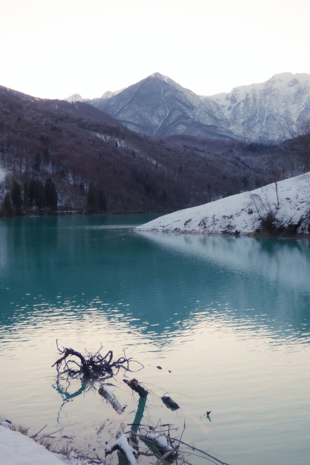 driftwood in body of water facing mountain