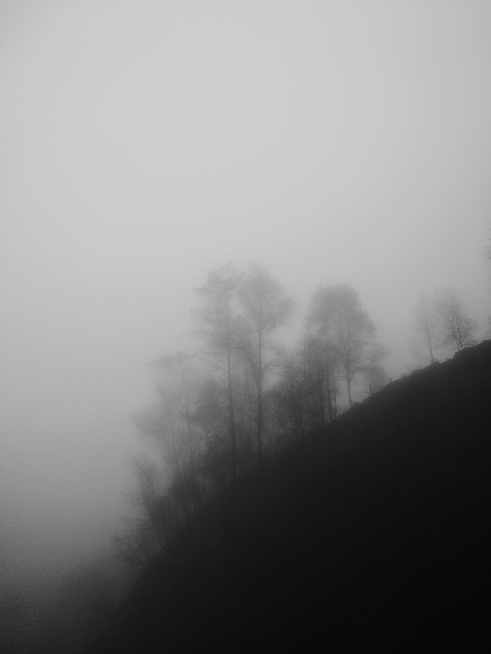 trees on hill with fog