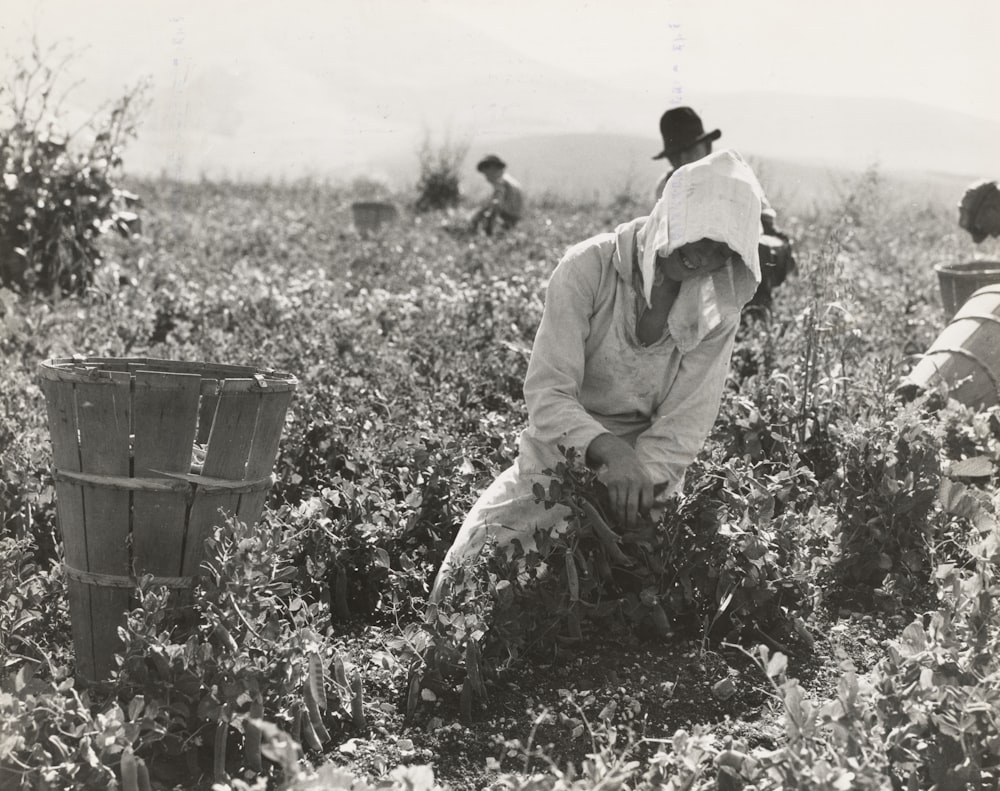 grayscale photography of people harvesting strawberry fruits