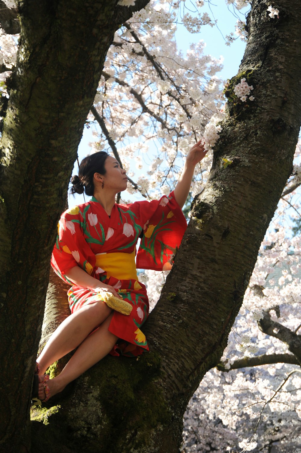 woman in kimono sitting on branch