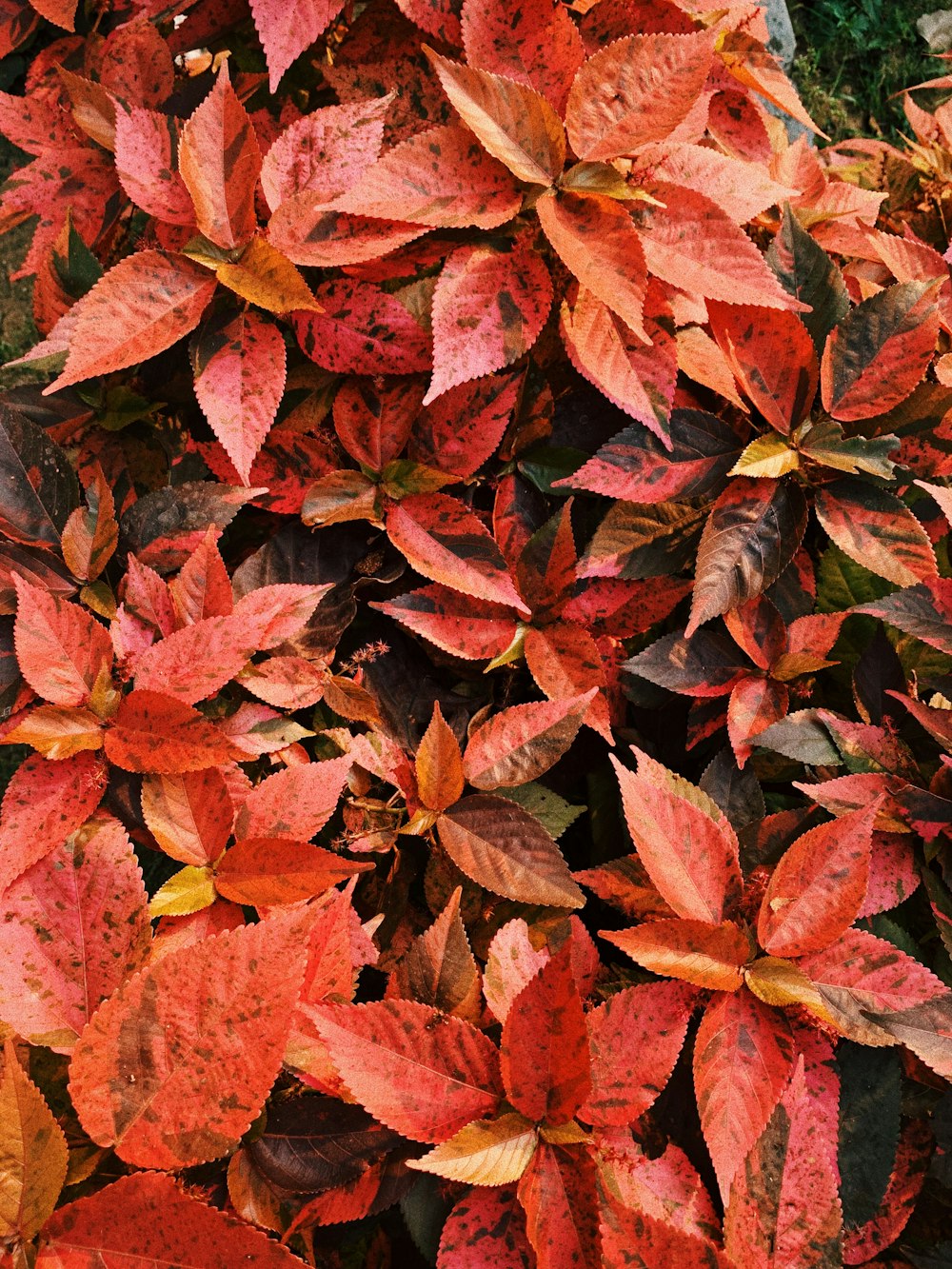 macro photography of orange croton plants