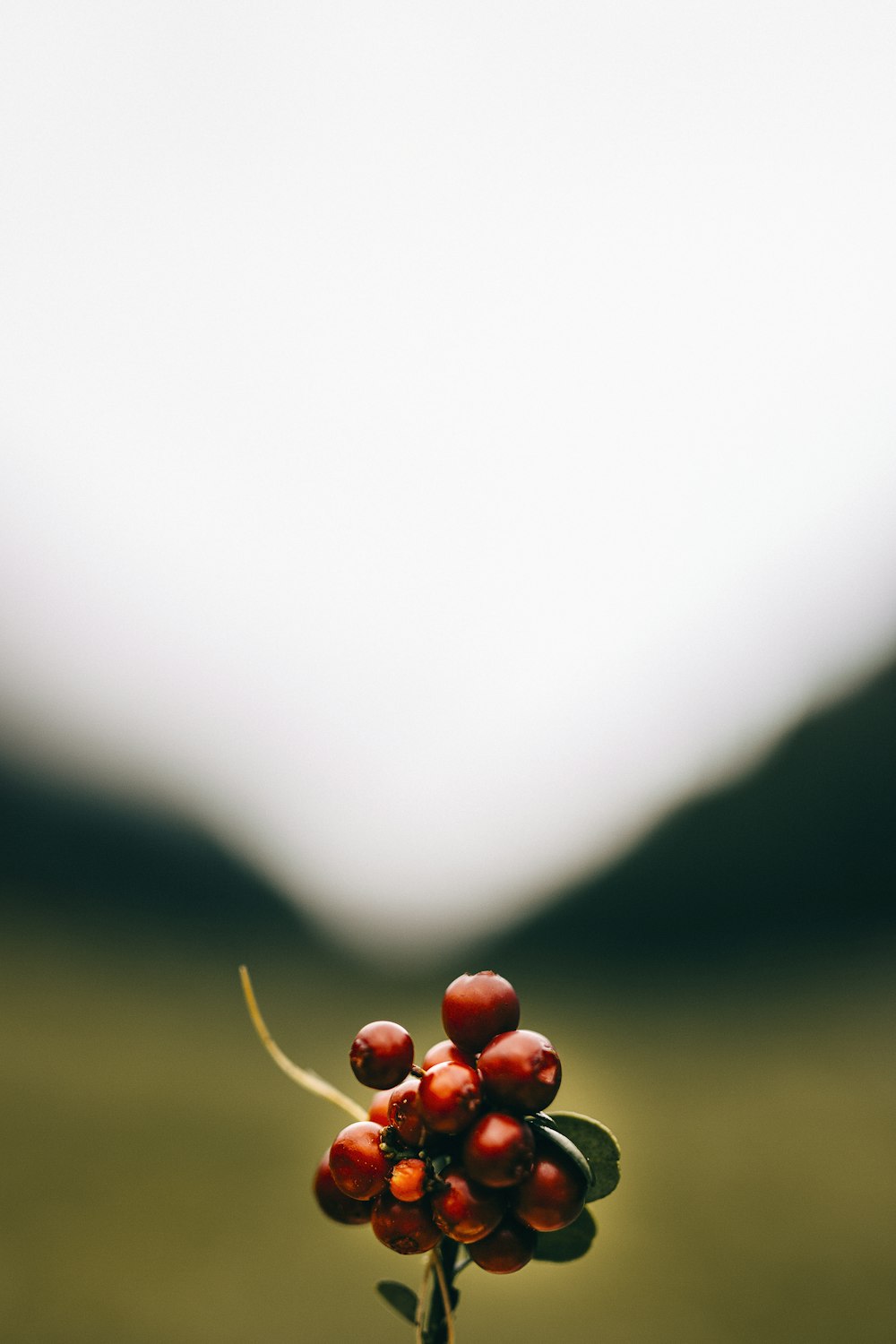 macro photography of red berry fruits