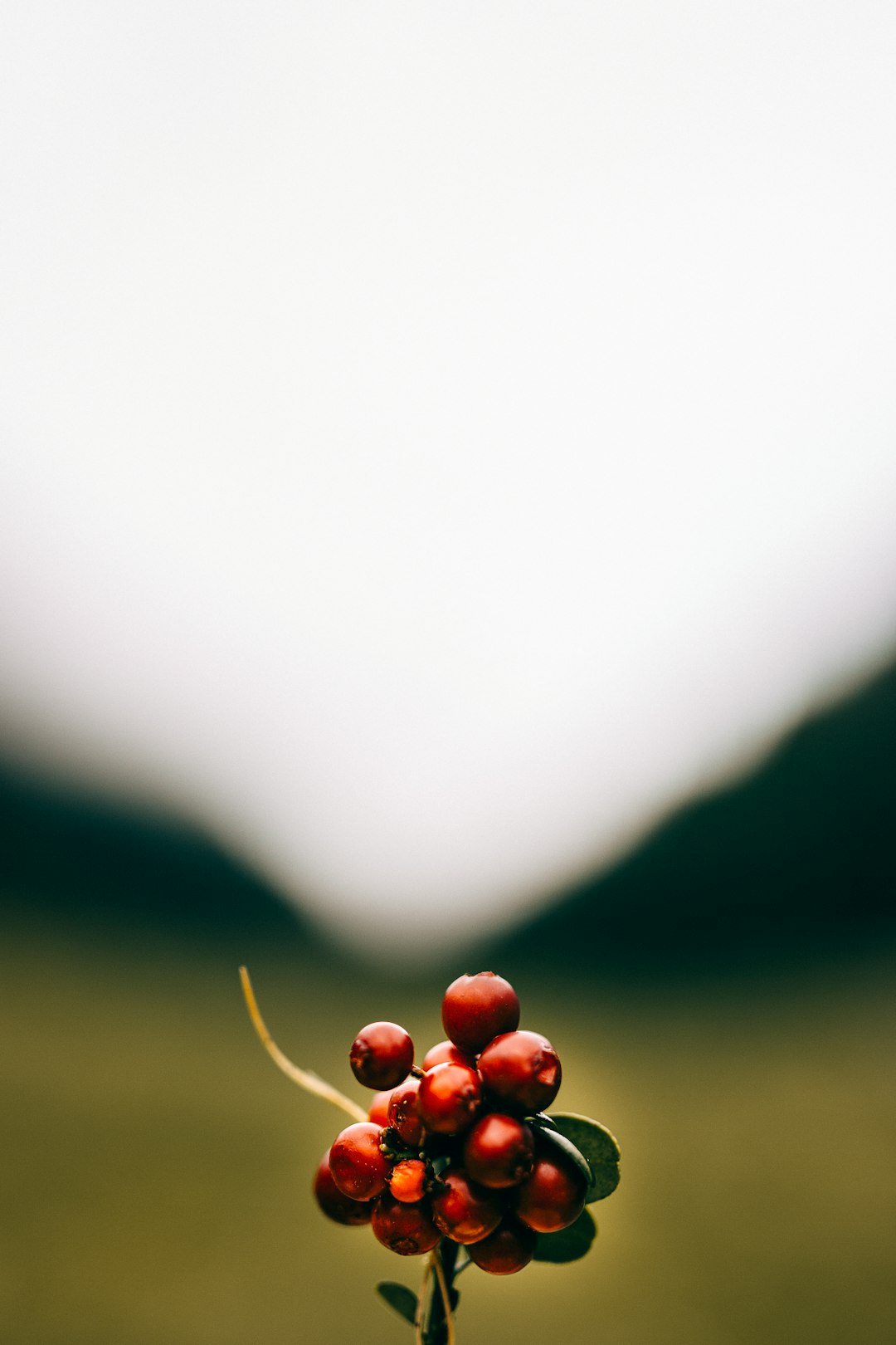 macro photography of red berry fruits