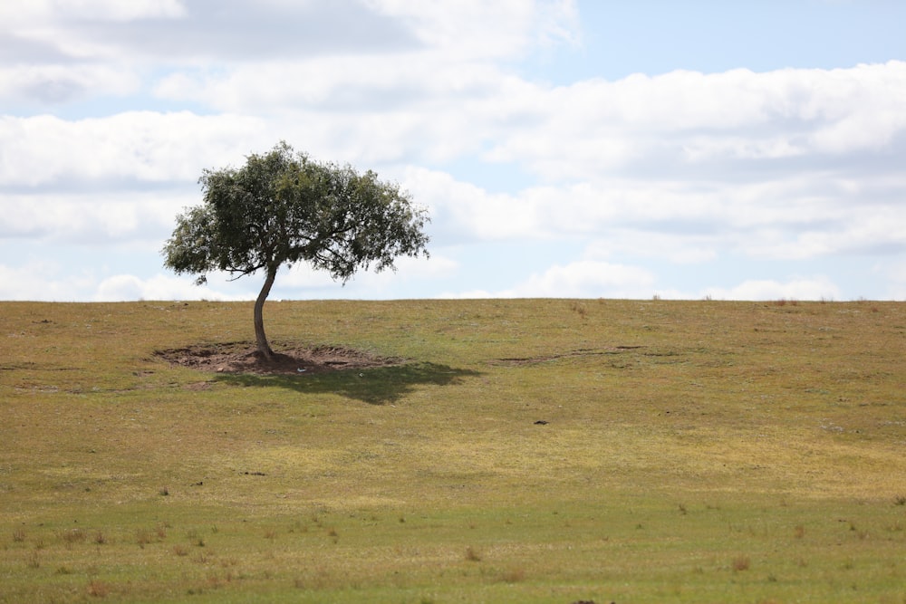 green leafed tree