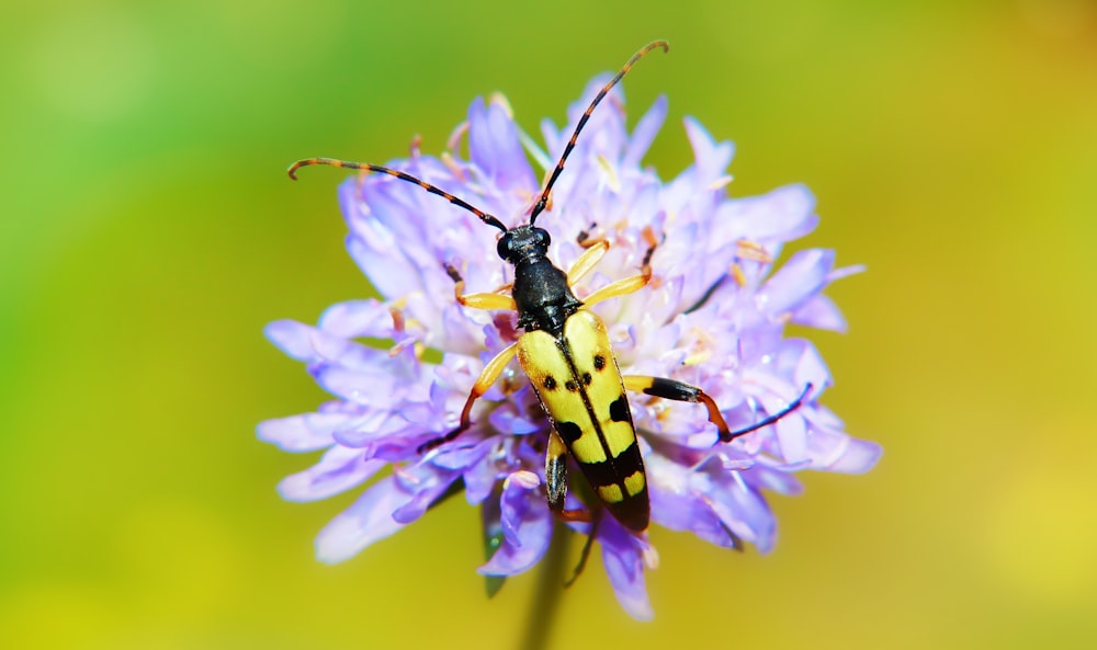 yellow and black insect on top of the purple cluster flower