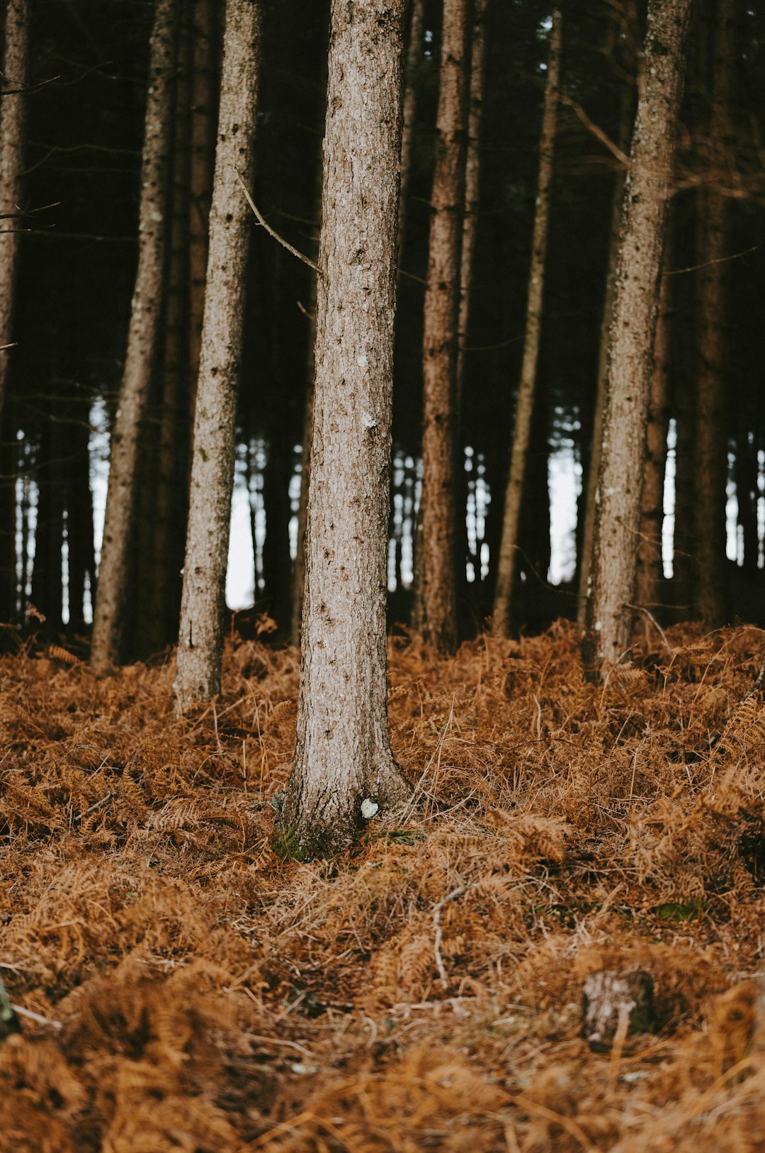 green bark trees