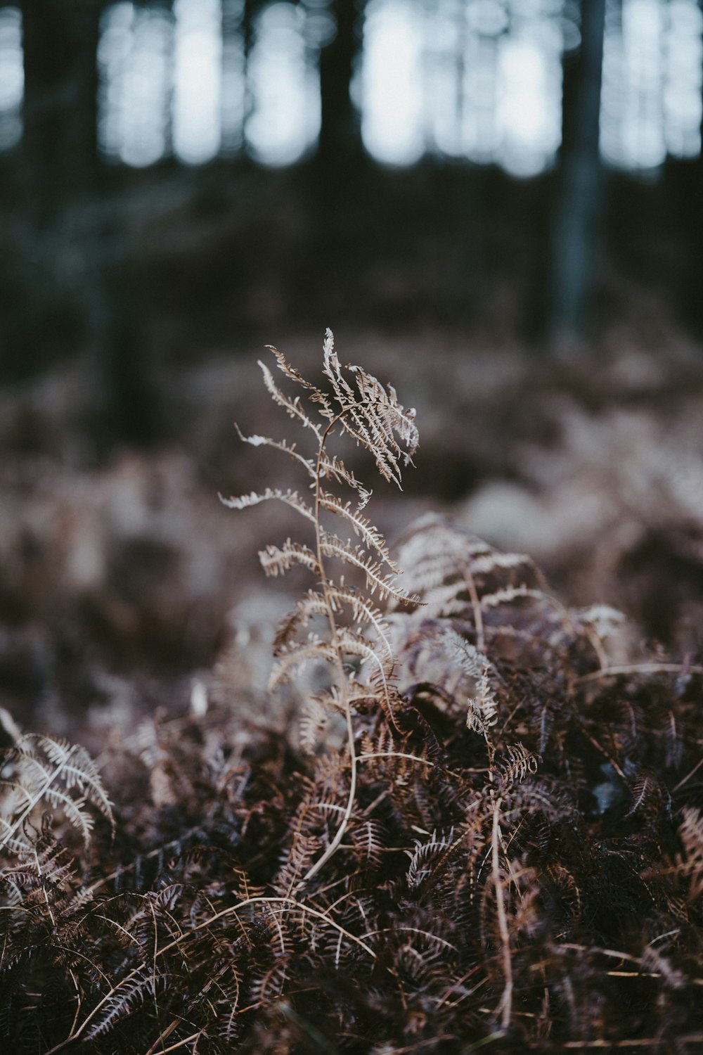 brown fern plants