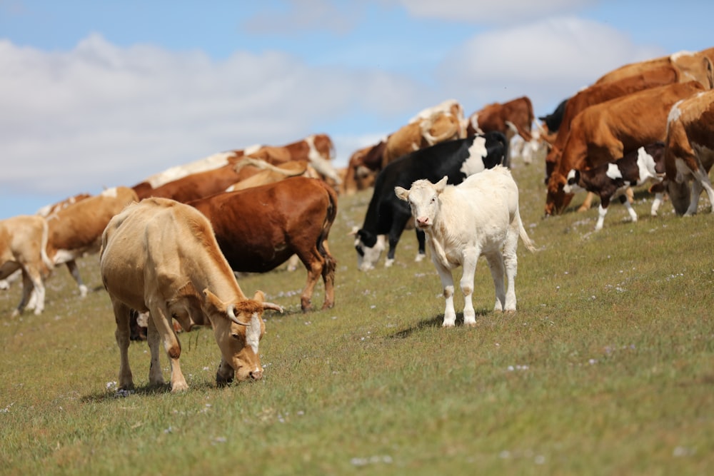 herd of cows in green pasture