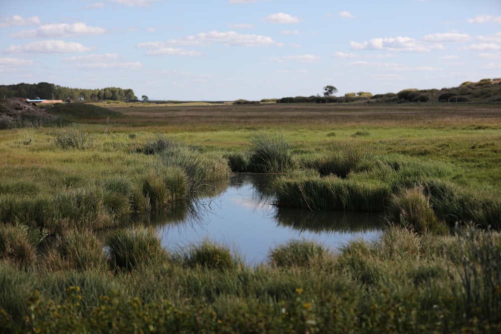 water near grass field