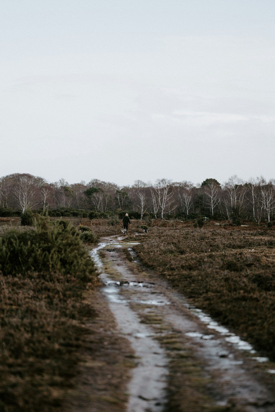 brown grass near wet road during daytime