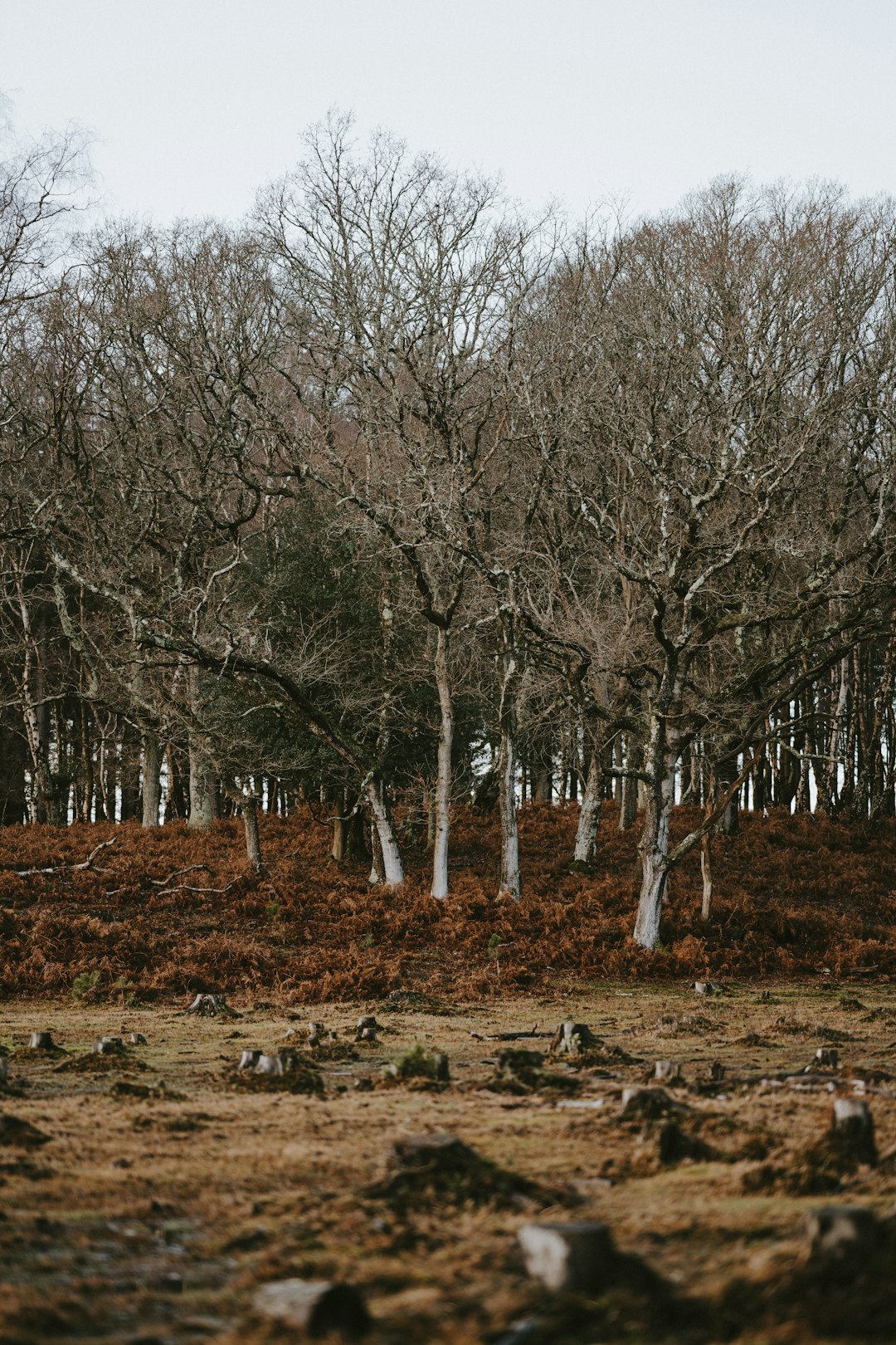 green-leafed tree