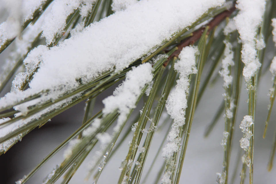 Close-up view of pine tree branch covered in snow clinging to branches and leaves