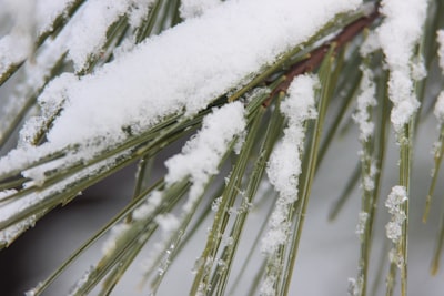 green-leafed plant covered with white snow yule zoom background