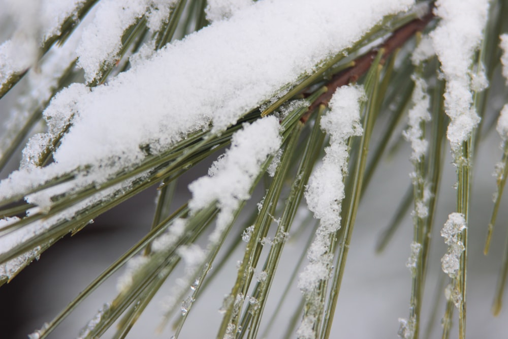 pianta a foglia verde ricoperta di neve bianca