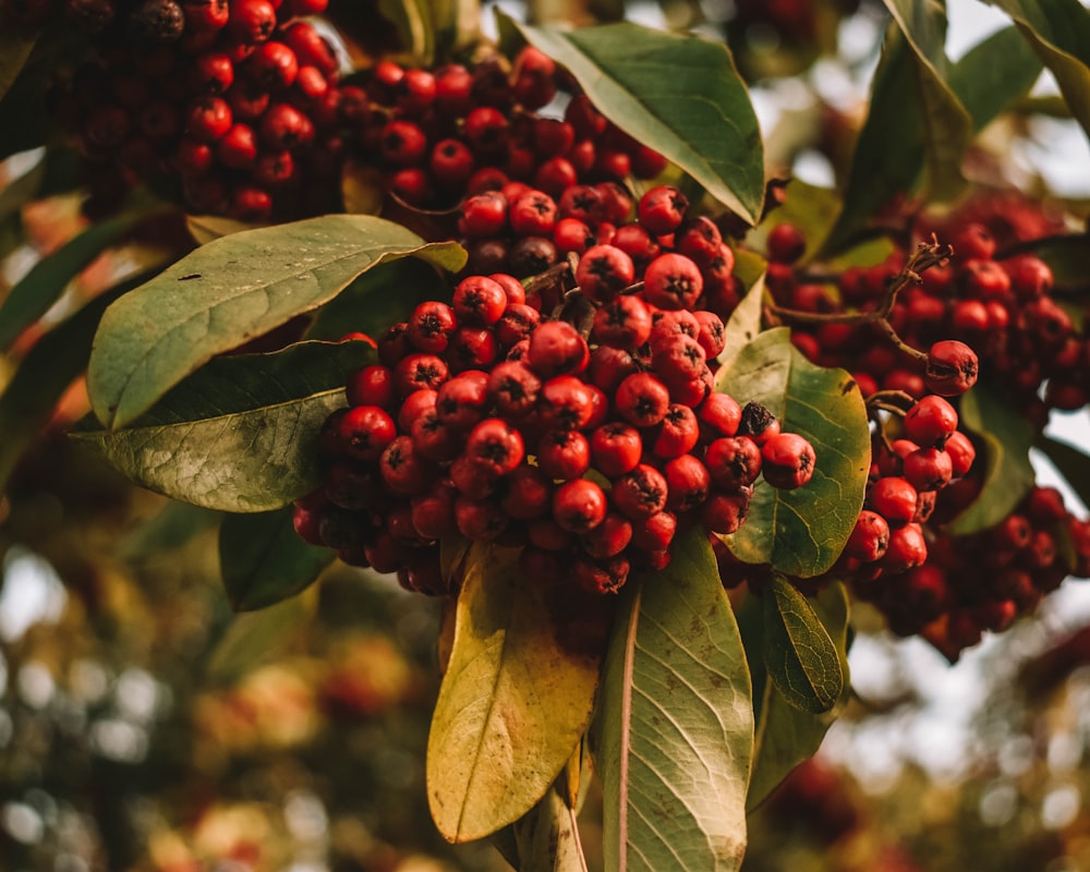 bunch of round red fruits