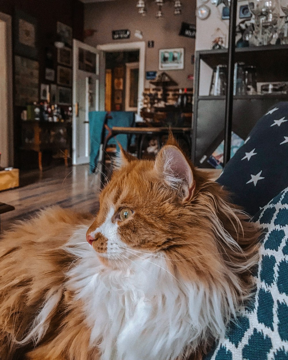 brown and white cat lying on sofa