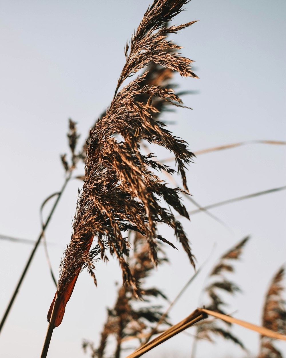 selective focus photography of brown wheat grass