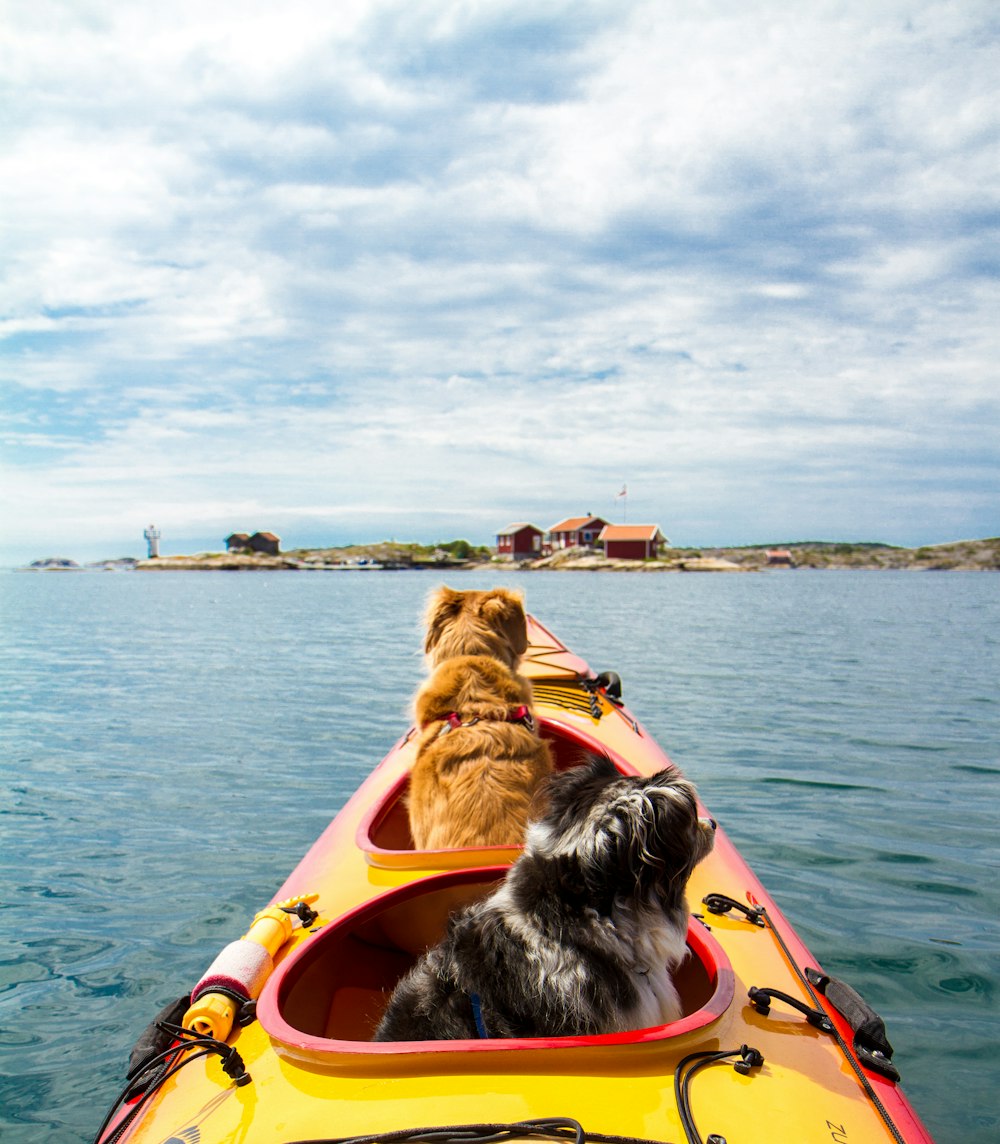 two dogs riding a kayak