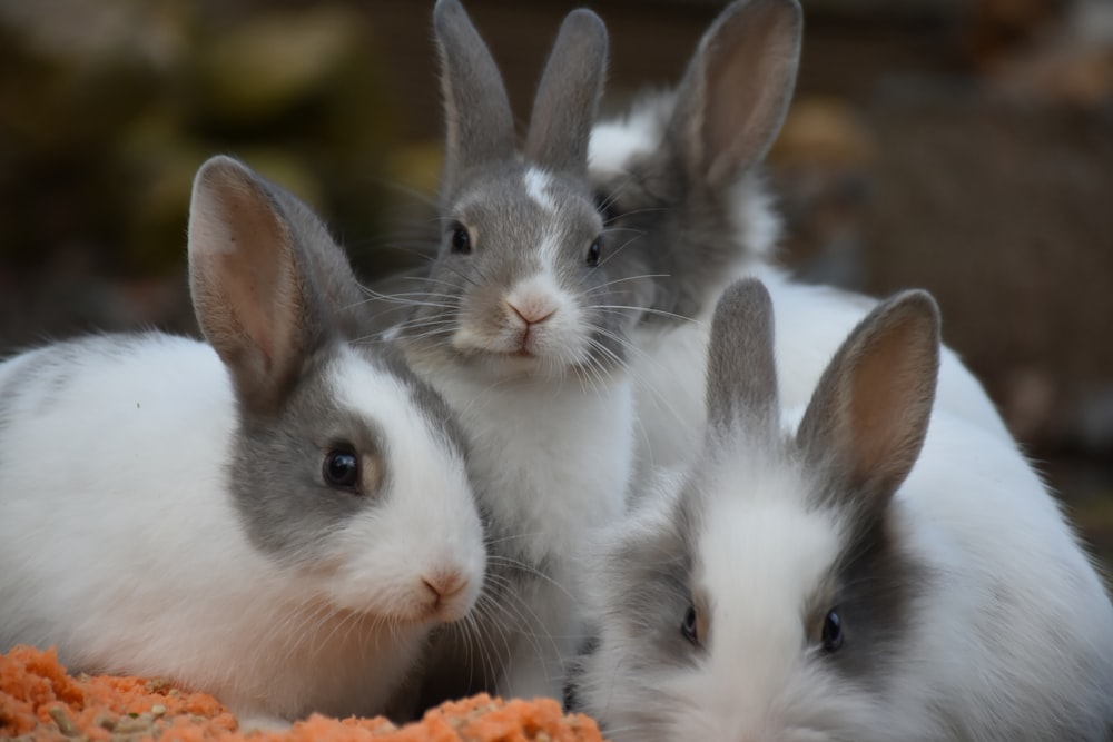 white and gray rabbits
