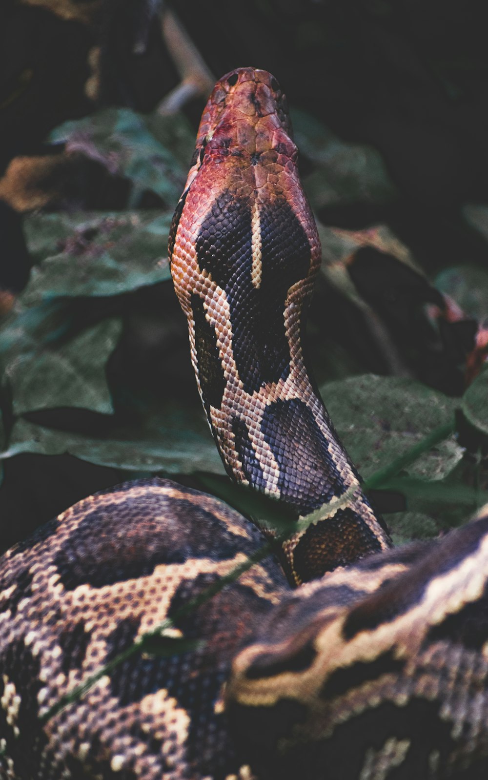 black and brown python on rocks