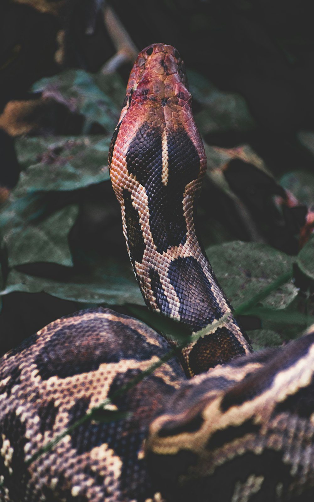 岩の上の黒と茶色のニシキヘビの写真 Unsplashで見つけるヘビの無料写真