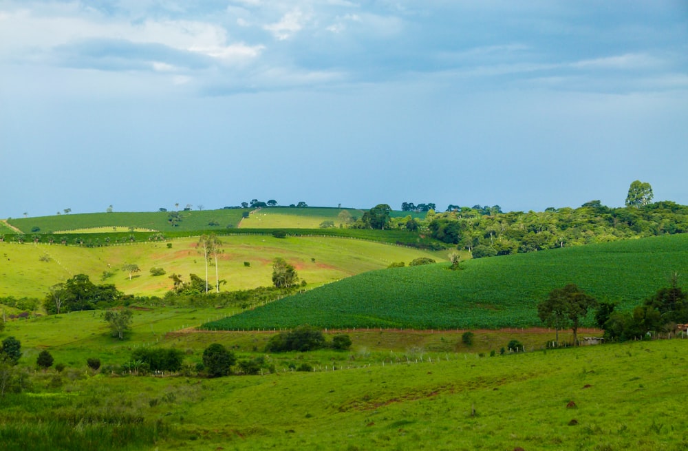 fotografia da paisagem de pastagens verdes sob um céu azul calmo