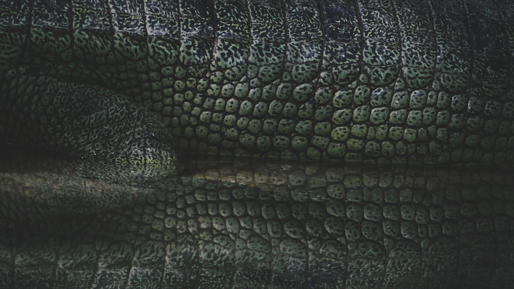 a close up of an alligator's head with a reflection in the water