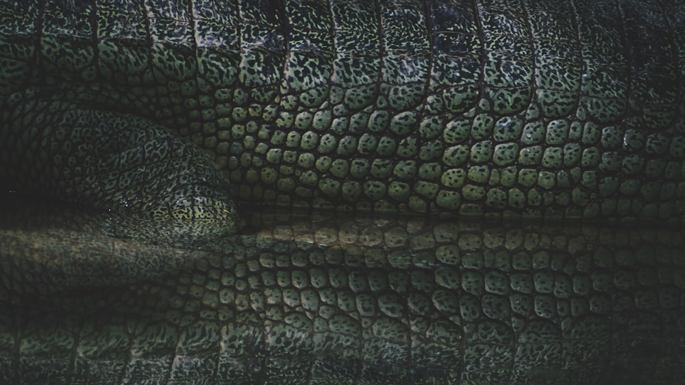 Un primer plano de la cabeza de un caimán con un reflejo en el agua