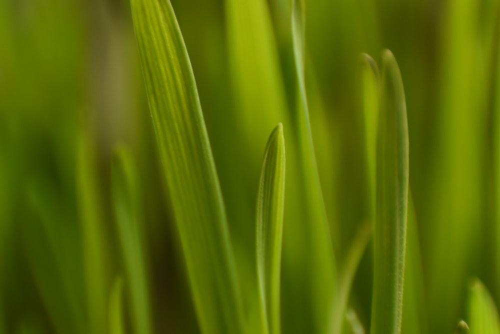 Planta lineal de hojas verdes