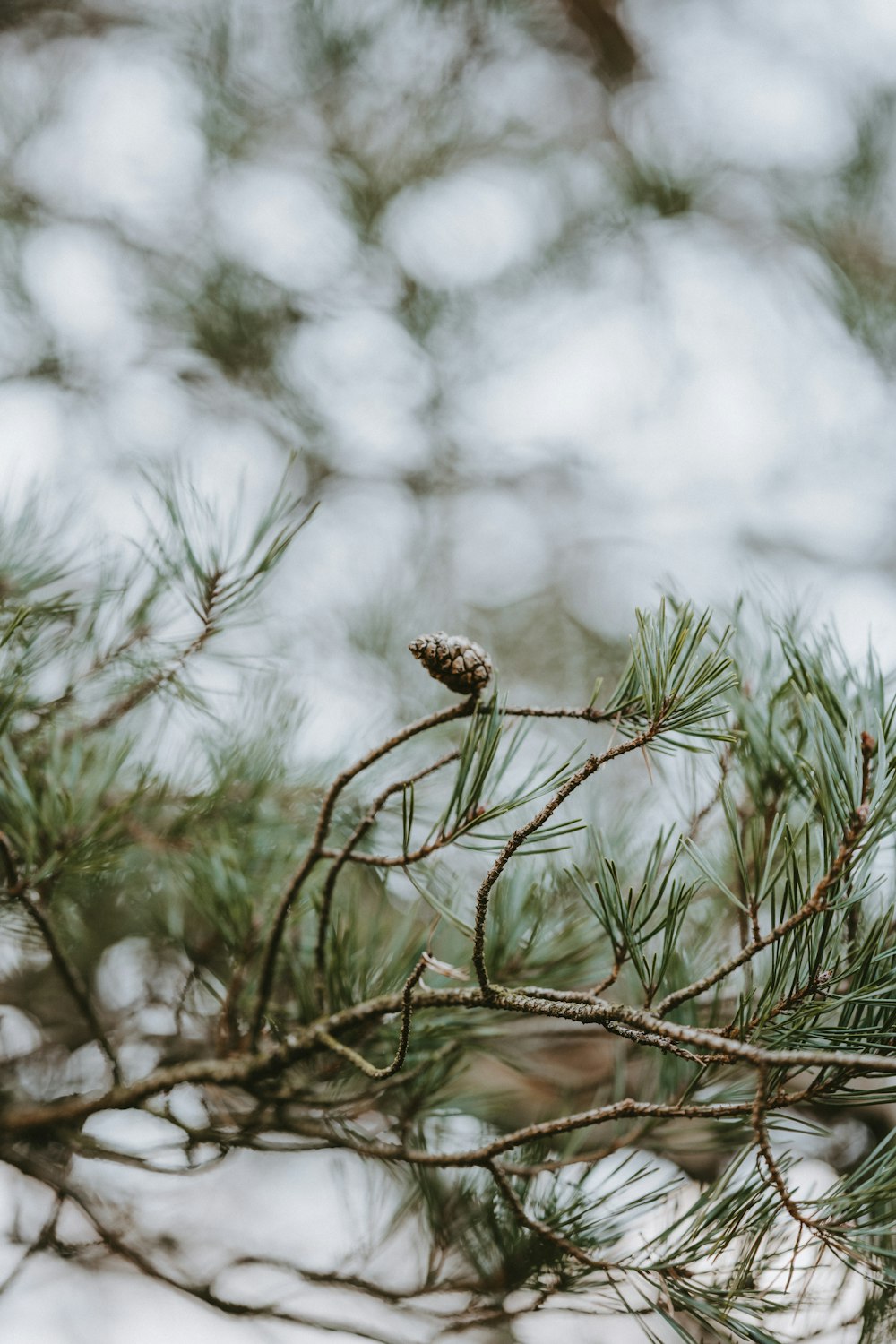 green leafed plant