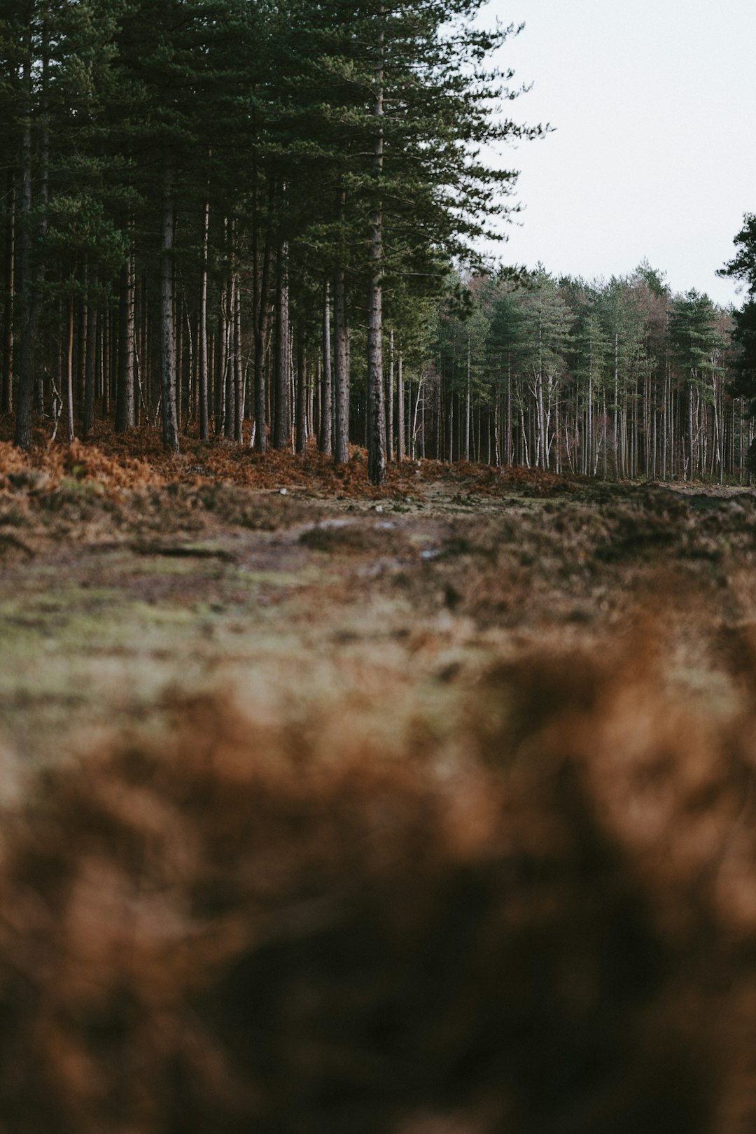 brown field surrounded with green trees during daytime